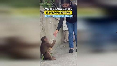 网友爆料瘦猴子视频下载,瘦猴子视频下载攻略大揭秘！